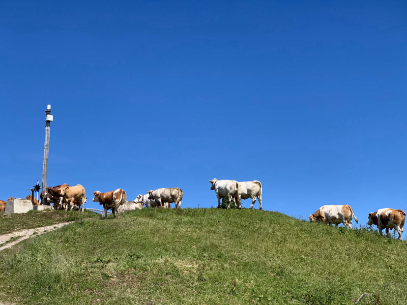 Kühe auf dem Hörnle